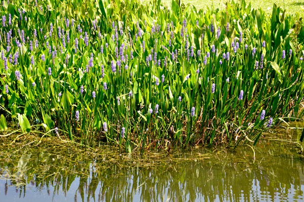 flowers by the lake